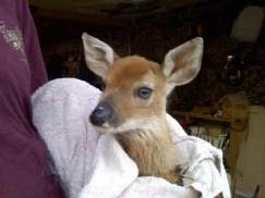 Bureaucrats wanted to kill this baby deer